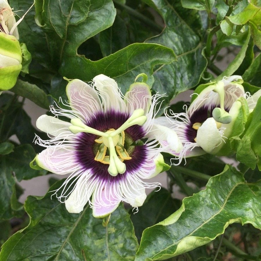 Passiflora edulis - floarea pasiunii, maracuja (fructe comestibile)