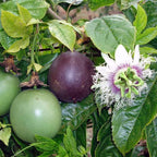 Passiflora edulis 'Purple Giant'