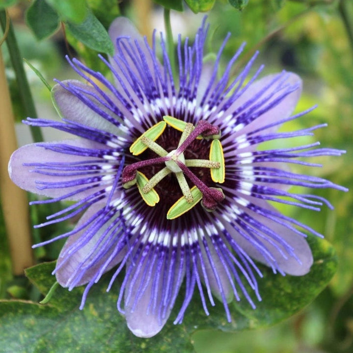 Passiflora caerulea 'Purple Haze'