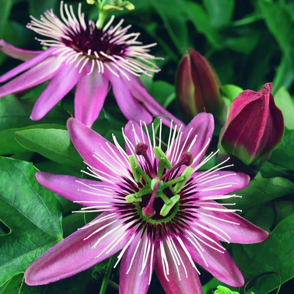 Passiflora 'Victoria' (floarea pasiunii)