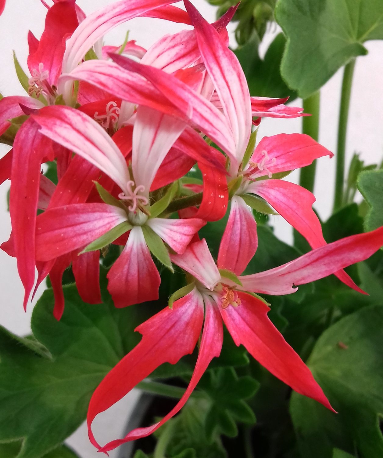 Muscate stelate bicolore - Pelargonium Fireworks 'Bicolor'