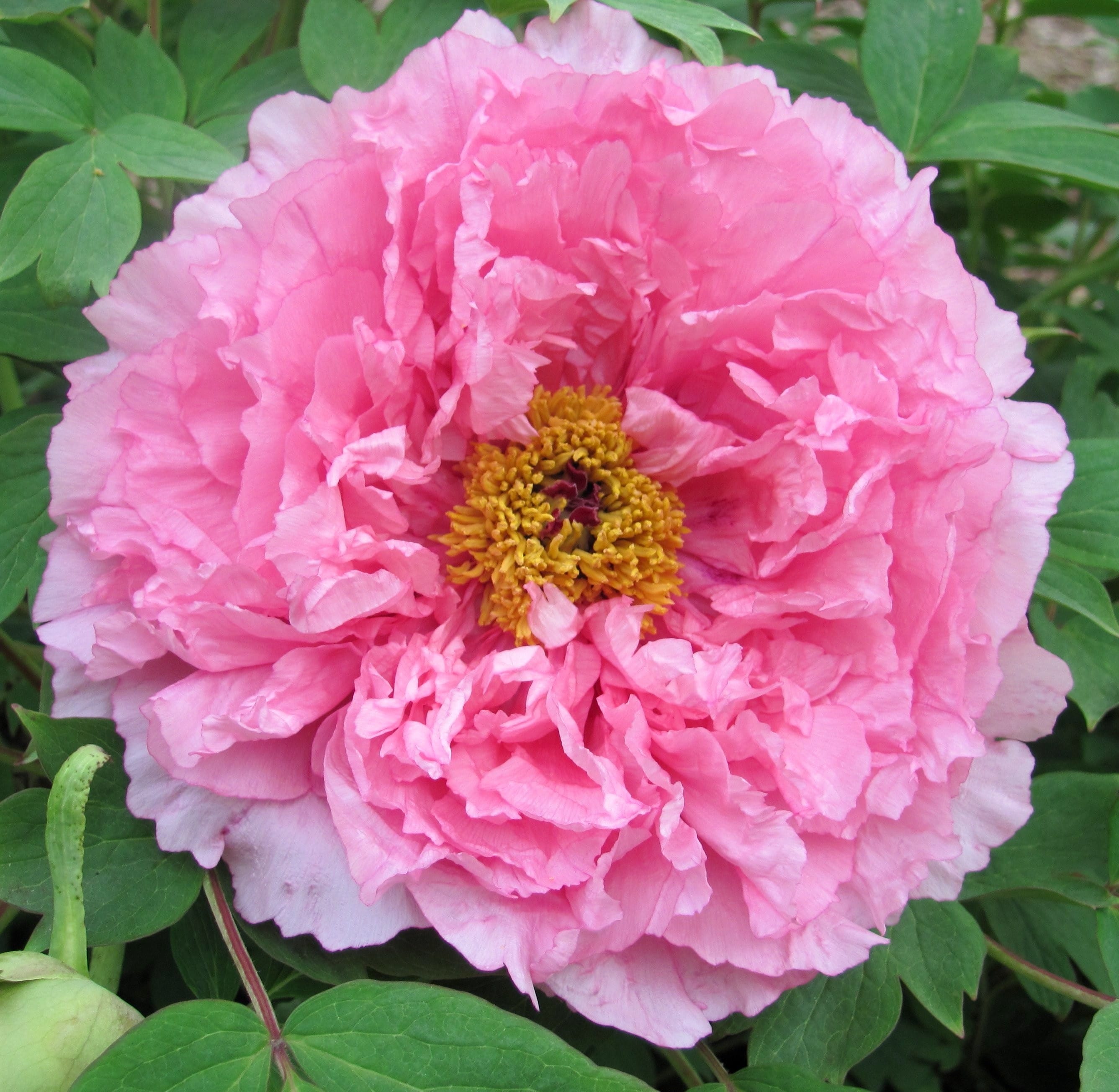 Fu Rong Plant Paeonia suffruticosa 'Rou Fu Rong' - bujor arbustiv roz cu floare dubl ...