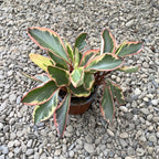 Peperomia Ginny (Clusiifolia Jelly)