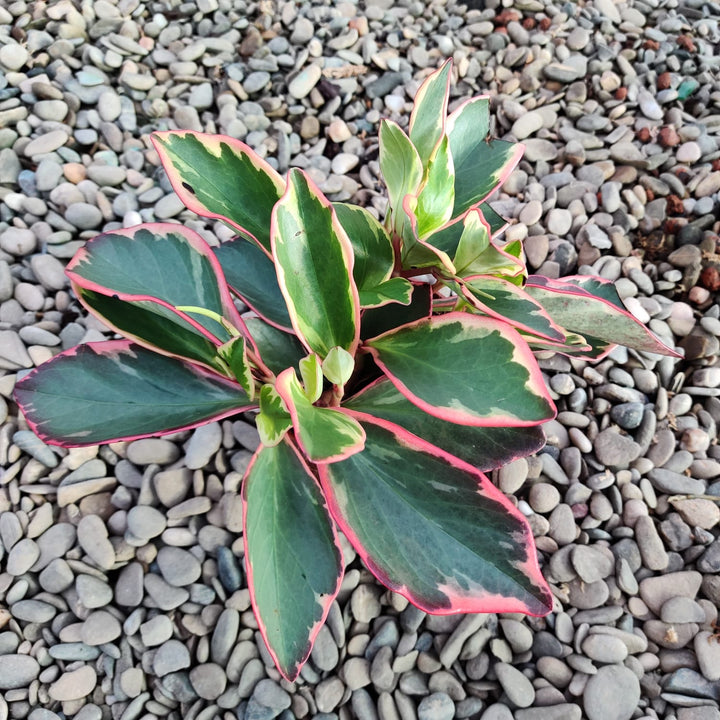 Peperomia Ginny (Clusiifolia-Gelee)