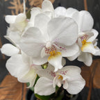 Phalaenopsis Mia