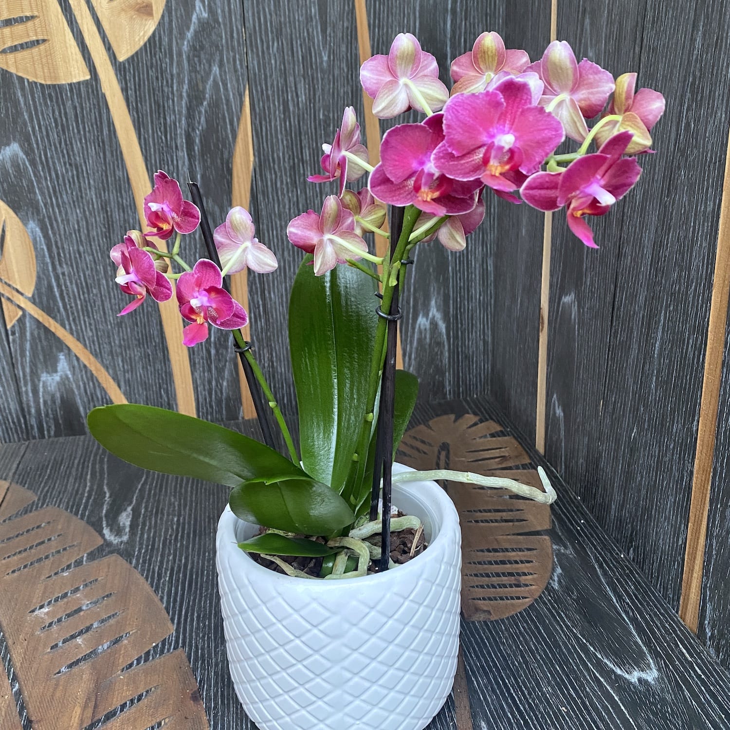 Phalaenopsis Mysteria