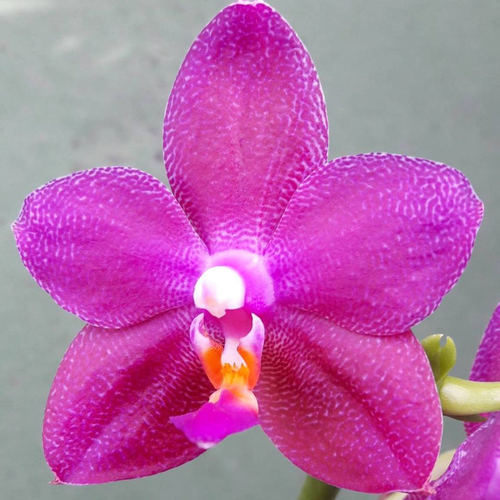 Phalaenopsis Ember