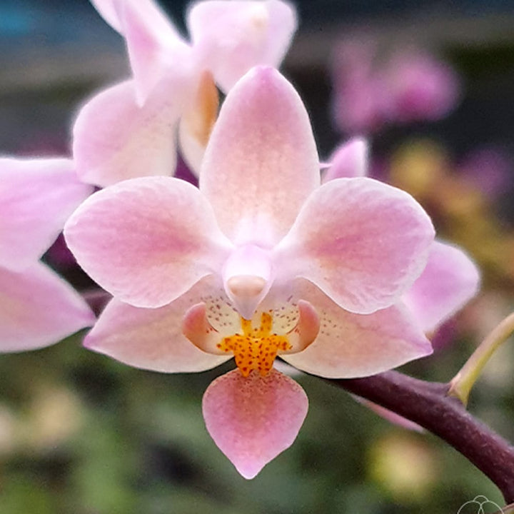 Phalaenopsis equestris 'Orange'