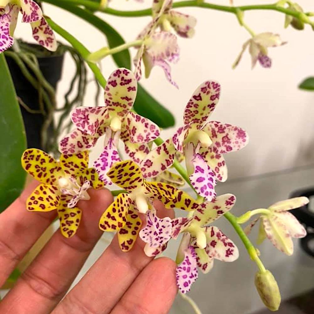 Phalaenopsis Little One (Phal. hygrochila × Phal. japonica)