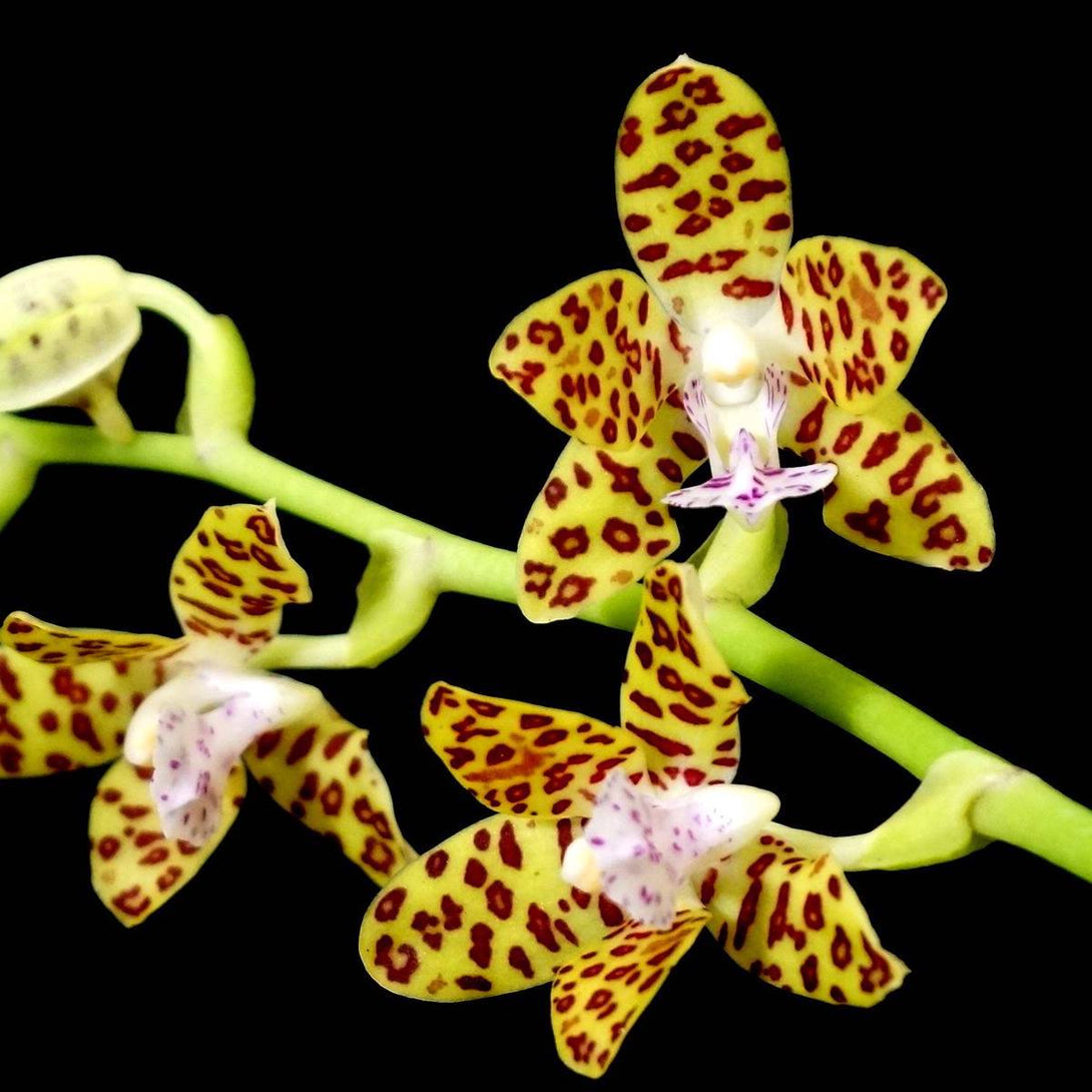 Phalaenopsis Little One (Phal. hygrochila × Phal. japonica)