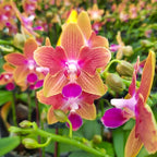 Phalaenopsis Miki Golden Sand '1363'