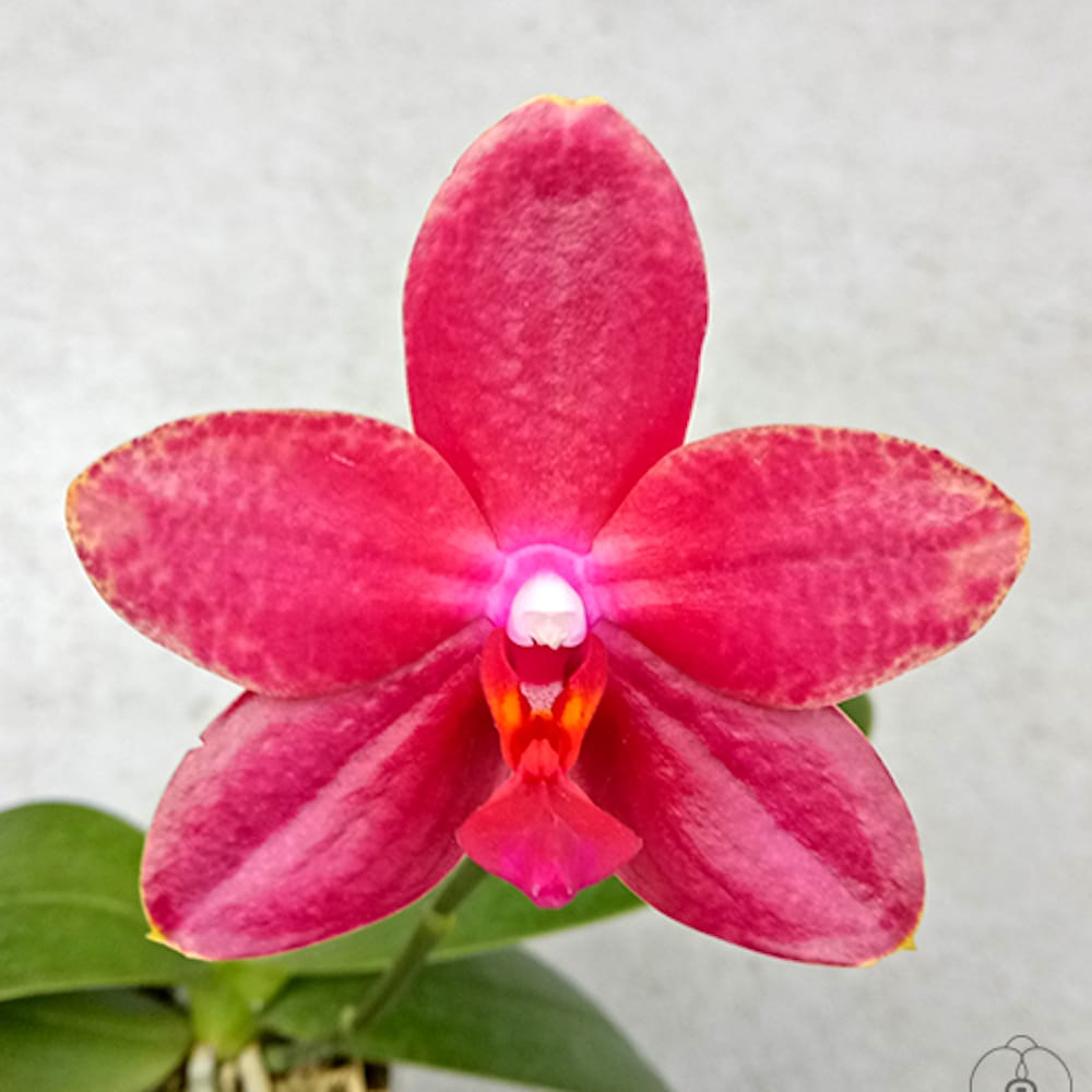 Phalaenopsis Miki Peoker Girl '751' - fiori cerati profumati