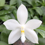 Phalaenopsis tetraspis var. alba