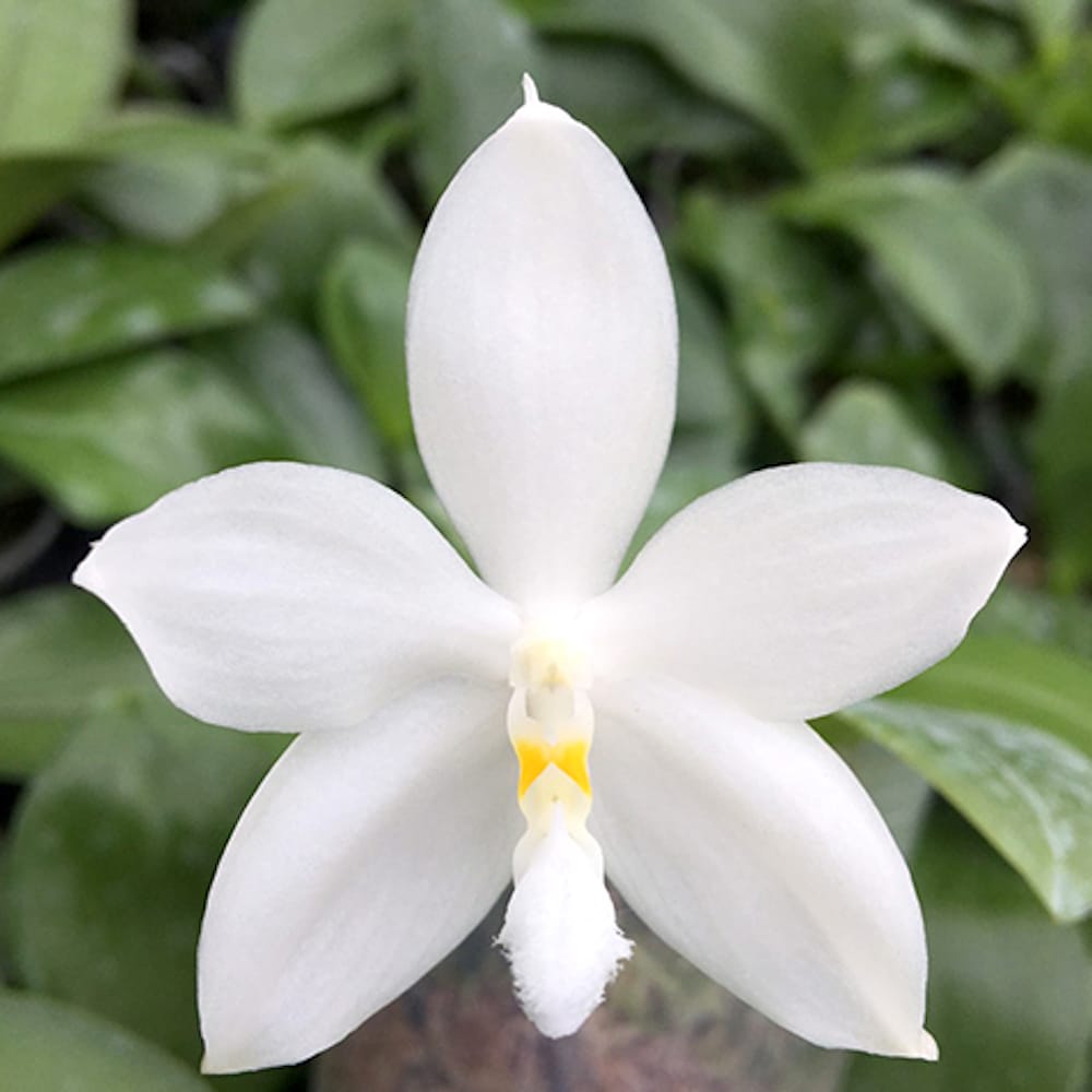 Phalaenopsis tetraspis var. alba
