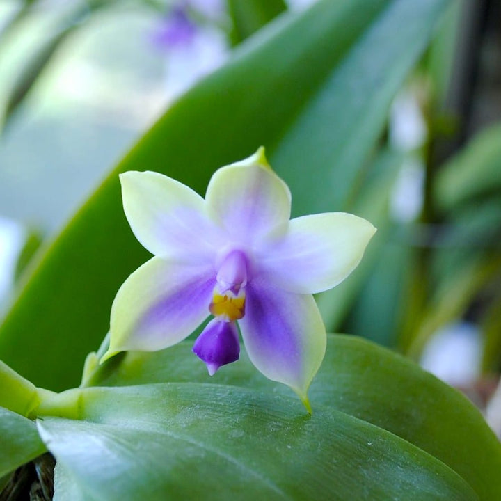 Phalaenopsis Samera var. blue (bellina × violacea)