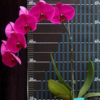 Phalaenopsis OX Shoe of Queen '1632'