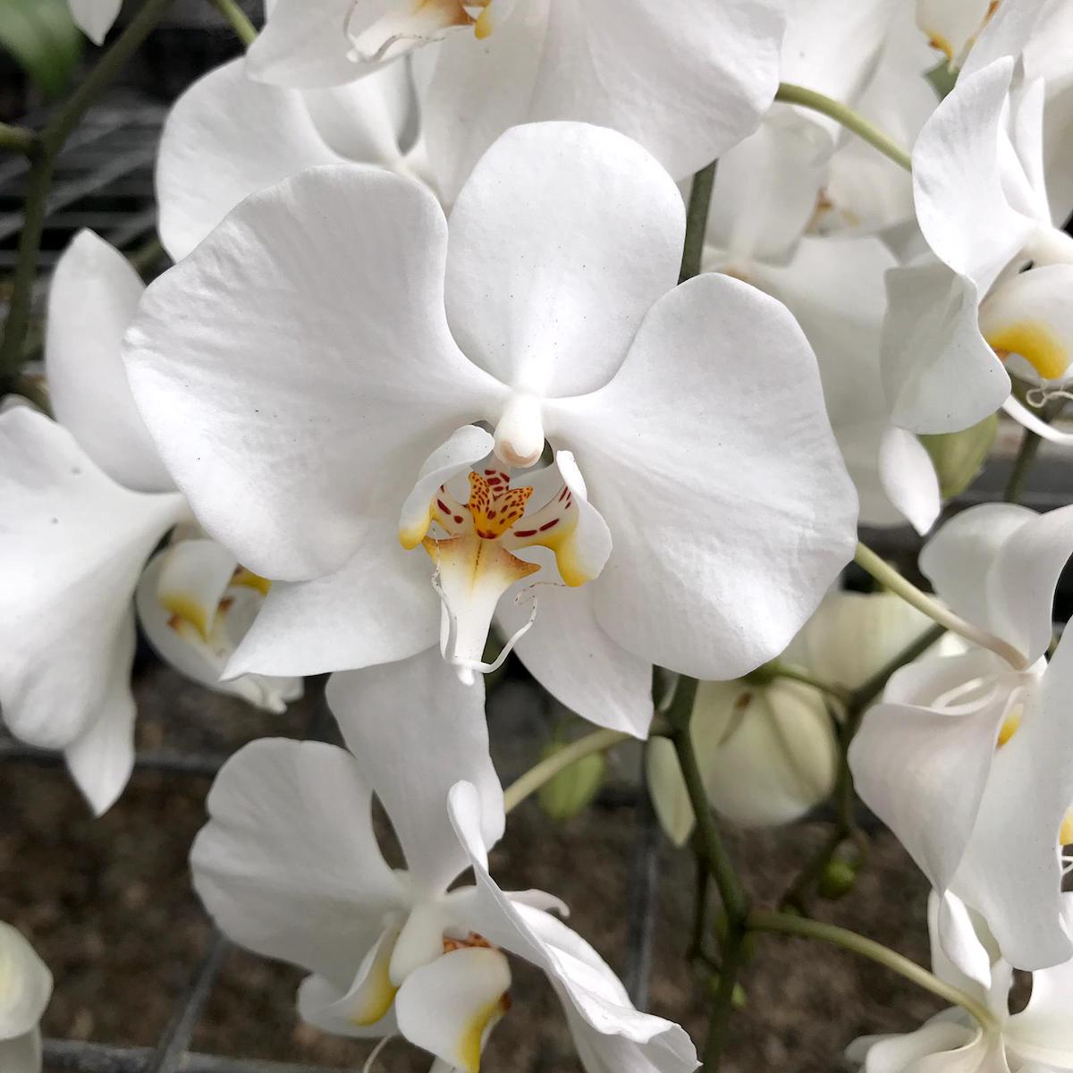 Phalaenopsis aphrodite - exemplare cu tije lungi si flori!!! – Secret ...