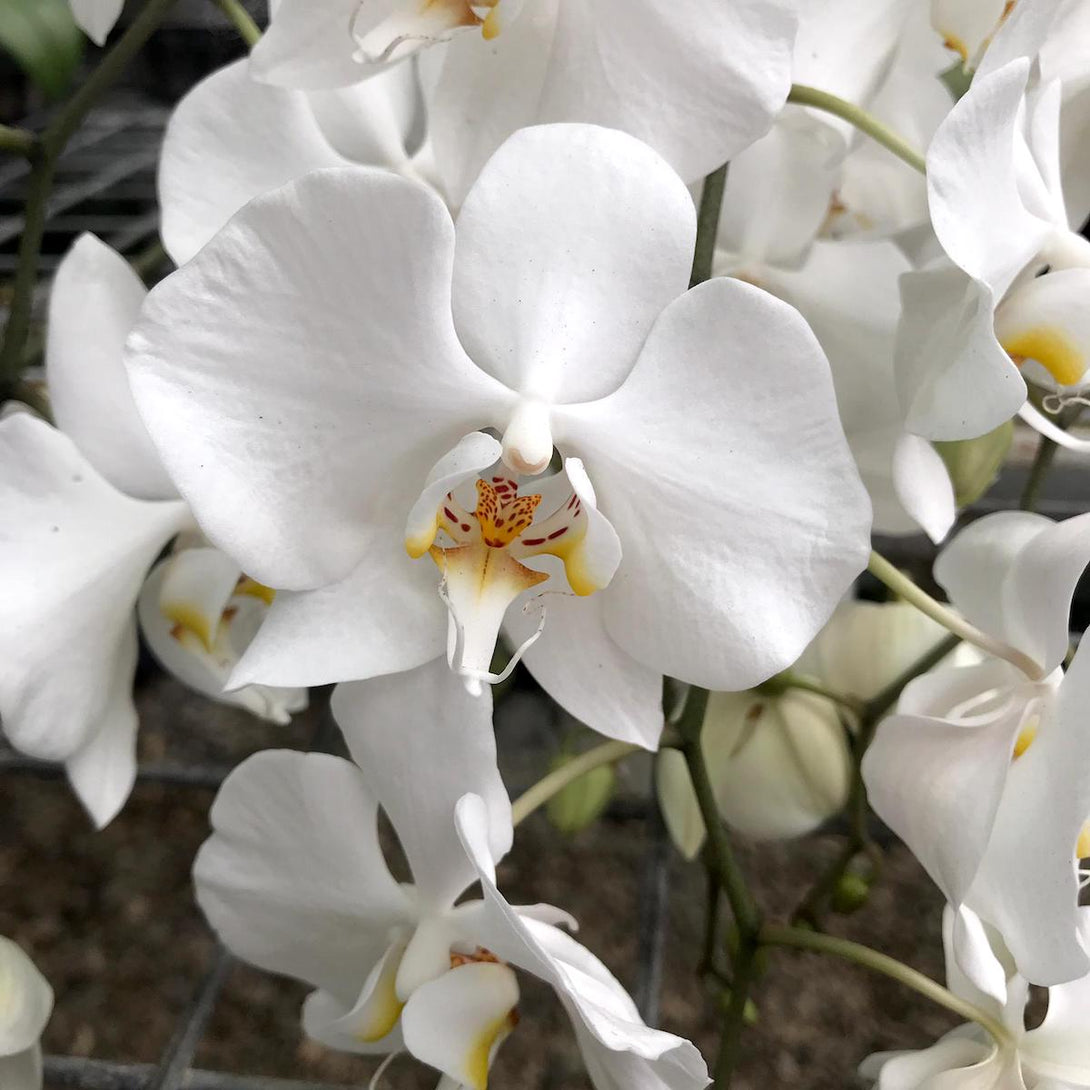 Phalaenopsis aphrodite