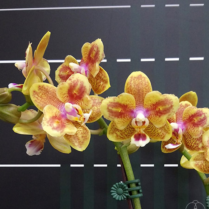 Phalaenopsis Miki Big Wave (peloric - 2 eyes)