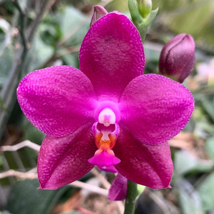 Phalaenopsis Ember