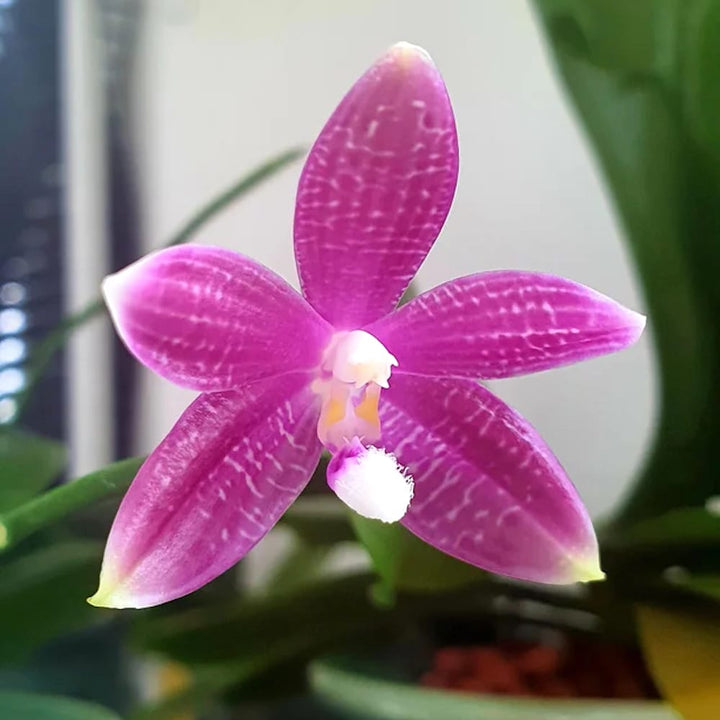 Phalaenopsis speciosa 'Plaid'