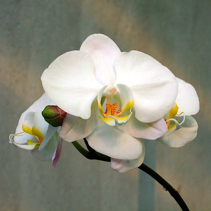 Phalaenopsis amabilis (Variegata)