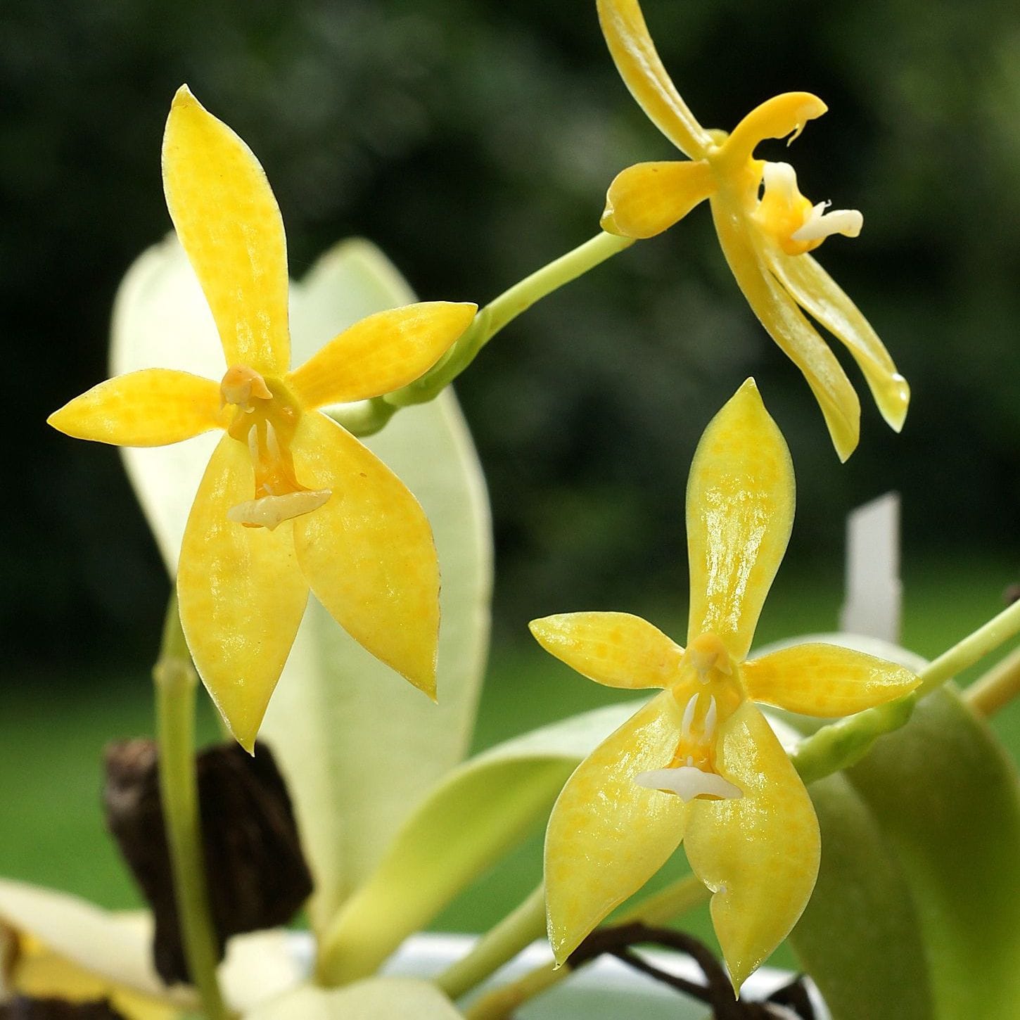 Phalaenopsis cornu-cervi var. alba (Flava)