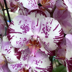 Phalaenopsis Magic Art