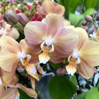 Phalaenopsis Monaco D9