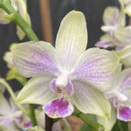 Phalaenopsis 'Limited OPTI'