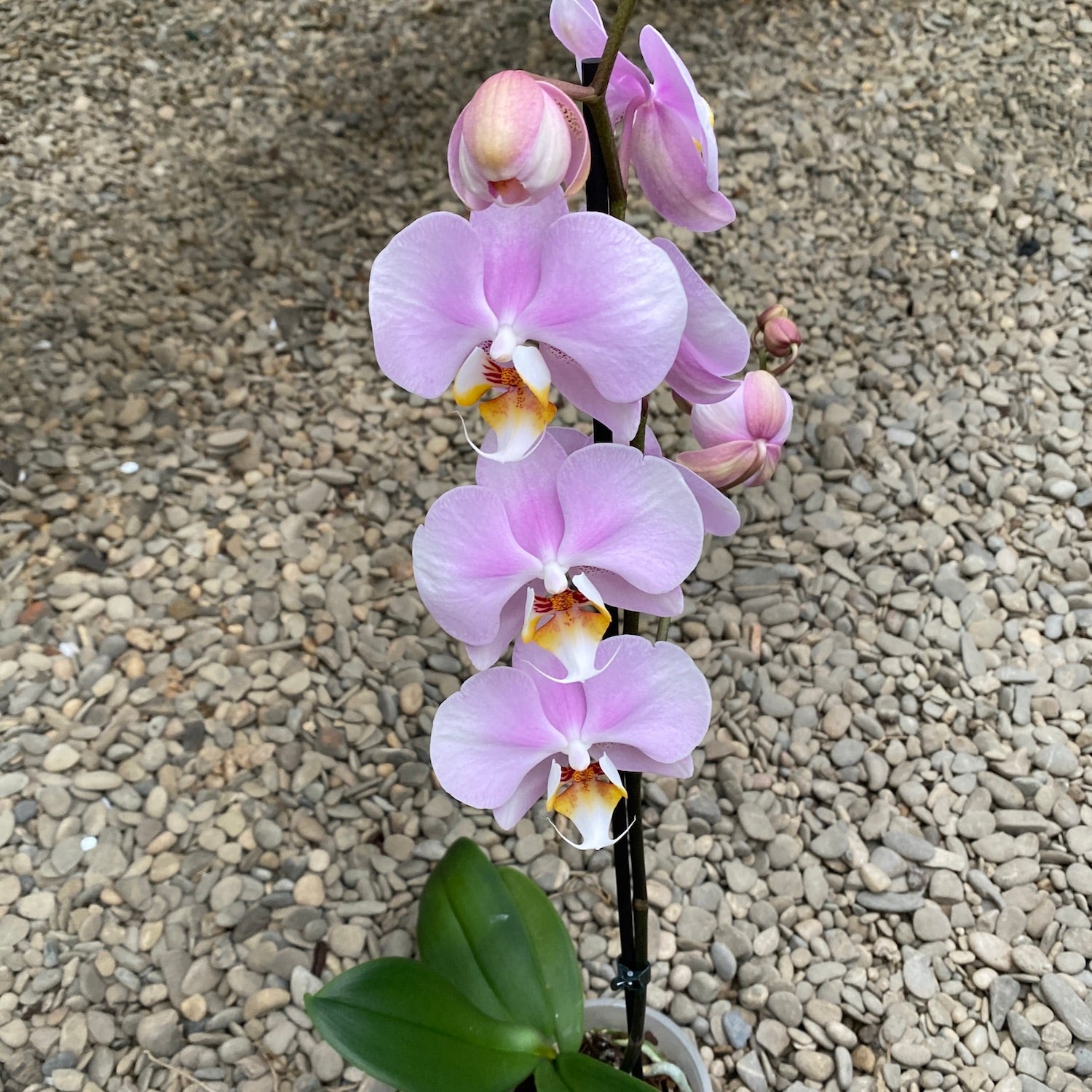 Phalaenopsis Lark Song