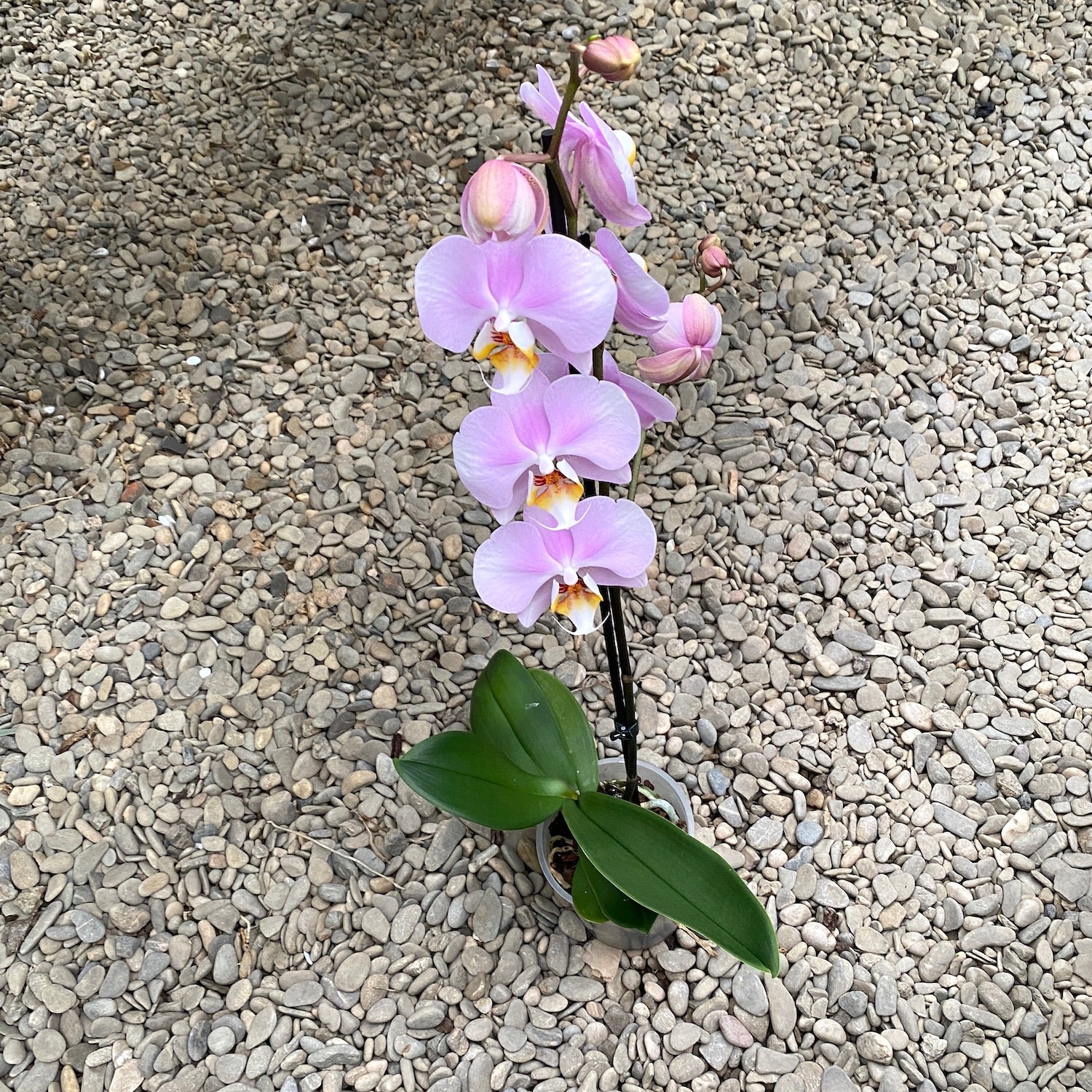 Phalaenopsis Lark Song