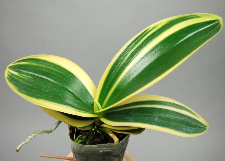 Phalaenopsis amabilis (Variegata)