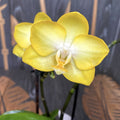 Phalaenopsis Arezzo