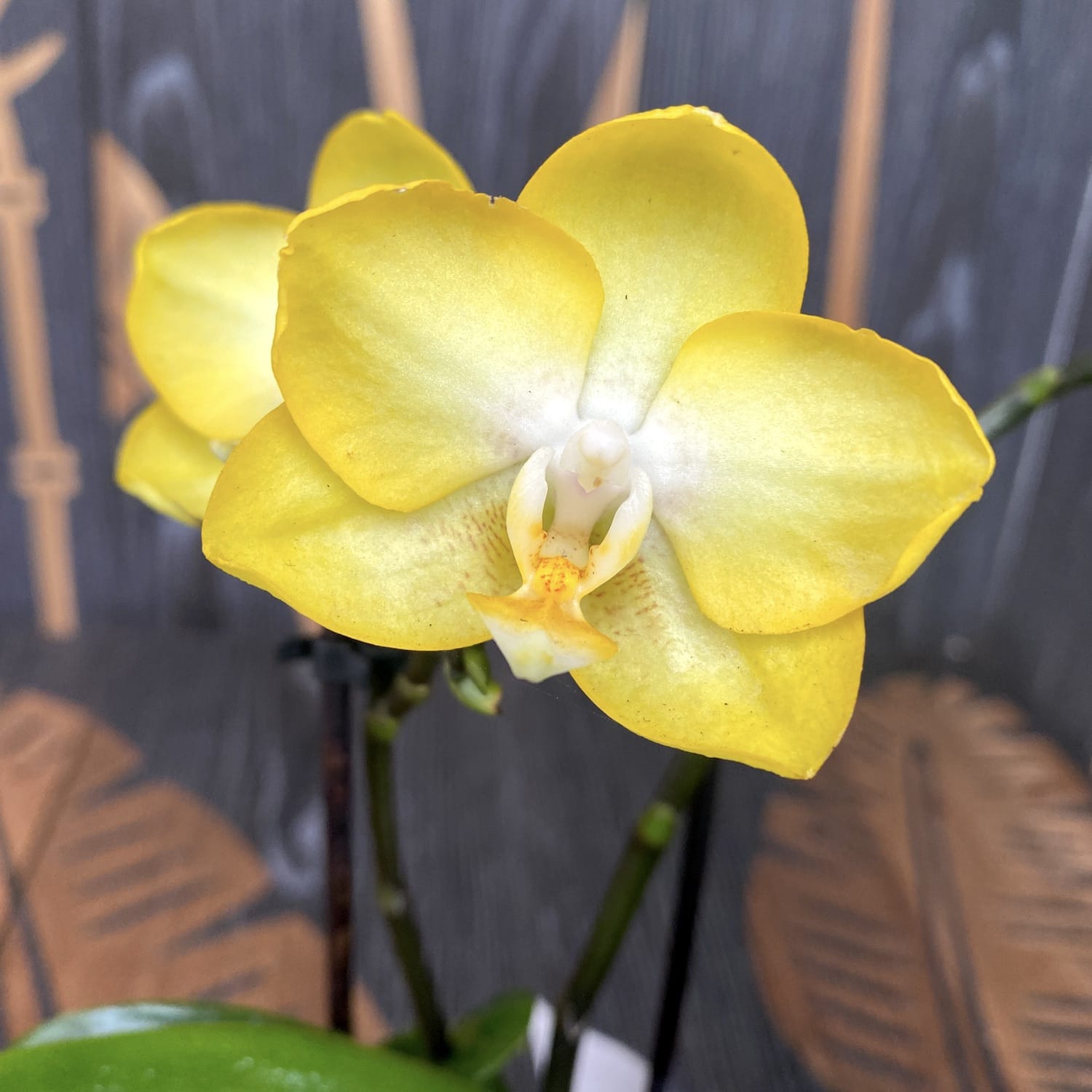 Phalaenopsis Arezzo