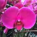 Phalaenopsis Joyride
