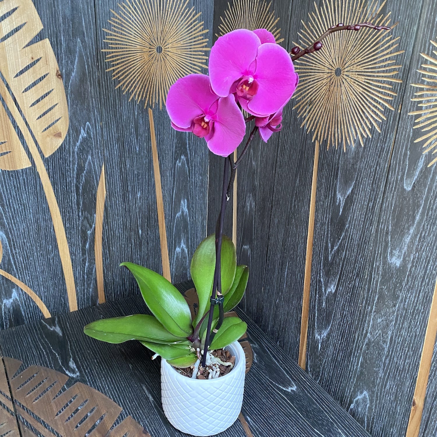 Phalaenopsis Joyride