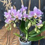 Phalaenopsis Little Star (Mayshang Angel, Ζάμπια) αρωματική