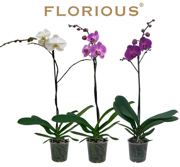 Phalaenopsis Florious mix  - floarea XXL (+12cm)