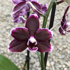 Phalaenopsis Nightfall - vonné voskované květy