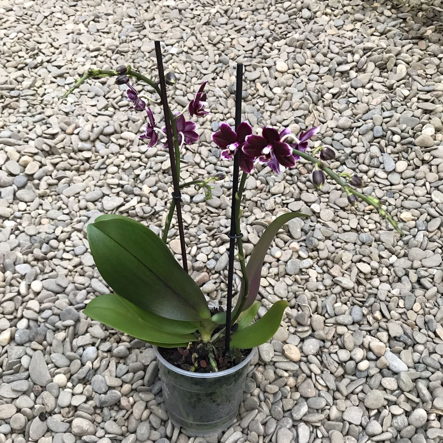 Phalaenopsis Nightfall - flori cerate parfumate