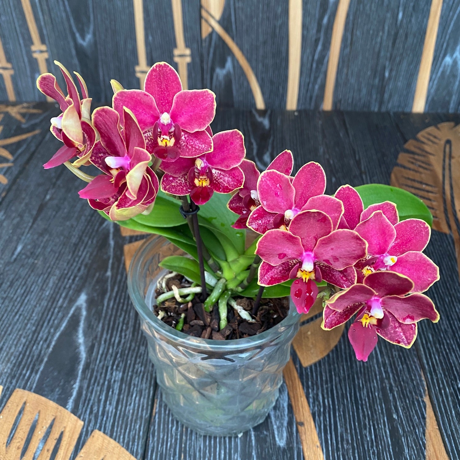 Phalaenopsis speciale PH214