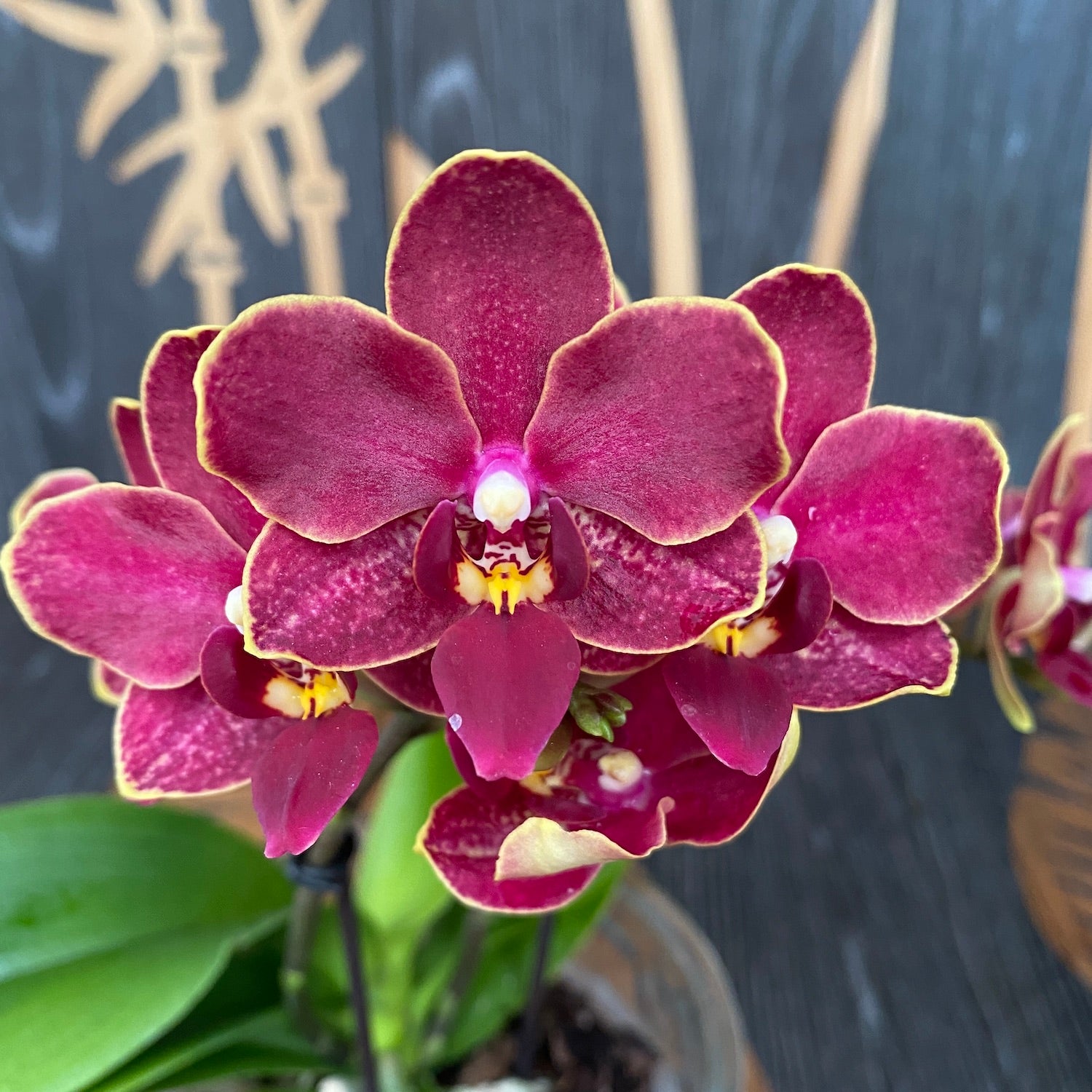 Phalaenopsis speciale PH214