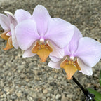 Phalaenopsis Tulcan