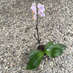 Phalaenopsis Tulcan