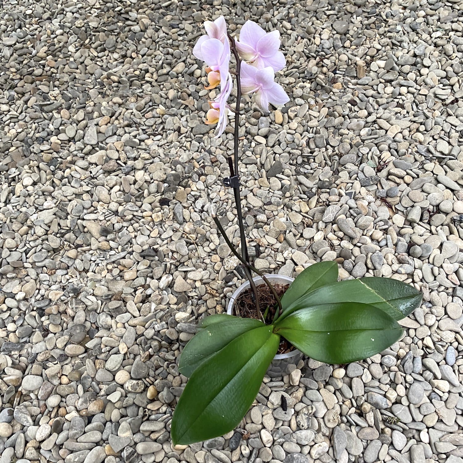 Phalaenopsis Tulcan