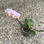 Phalaenopsis Tulcan