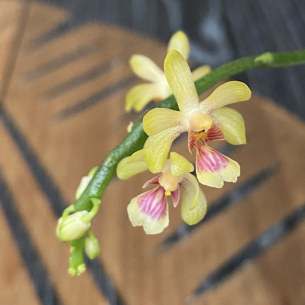 Phalaenopsis deliciosa var. hookerianum