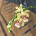 Phalaenopsis deliciosa