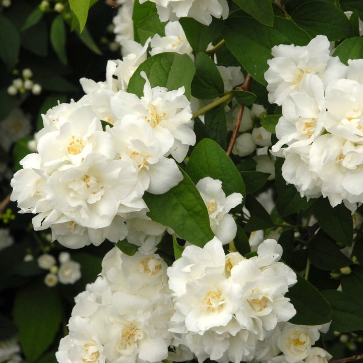 Philadelphus 'Virginal'